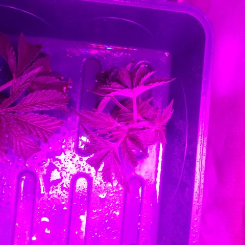 super🦨 jack clone 2 growlog timeline photo