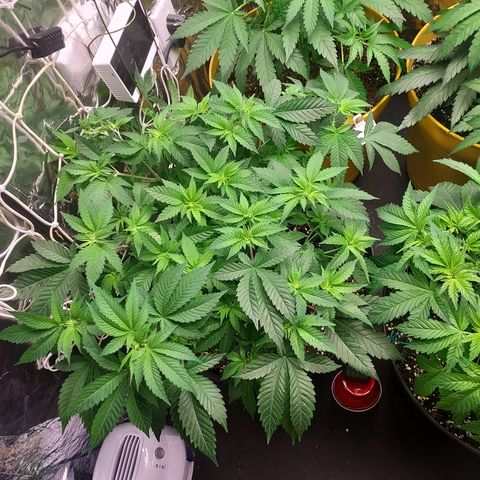 super🦨 jack clone 2 growlog photo: super skunky jack herer. 
mother 🌳 