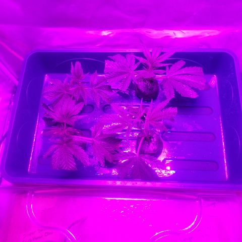 super🦨 jack clone 2 growlog timeline photo