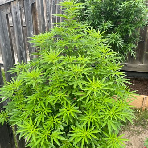 Potsy Cline growlog timeline photo