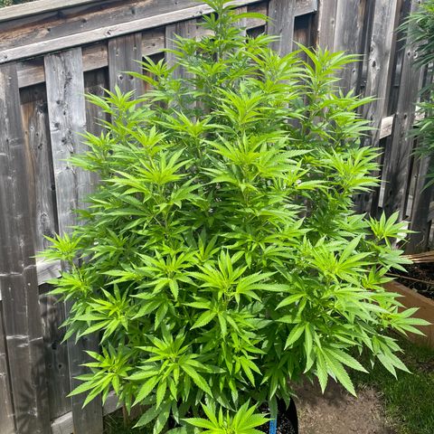 Potsy Cline growlog timeline photo