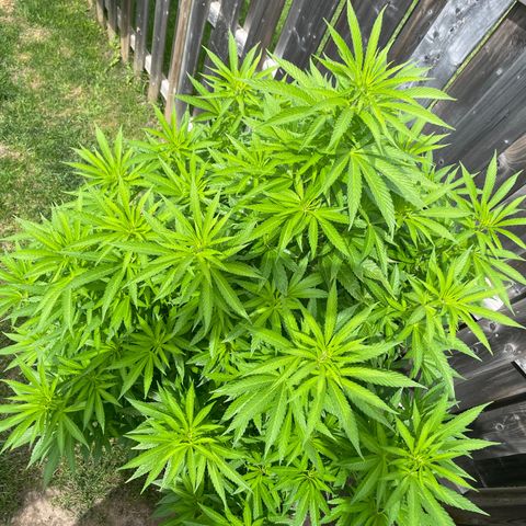 Potsy Cline growlog timeline photo