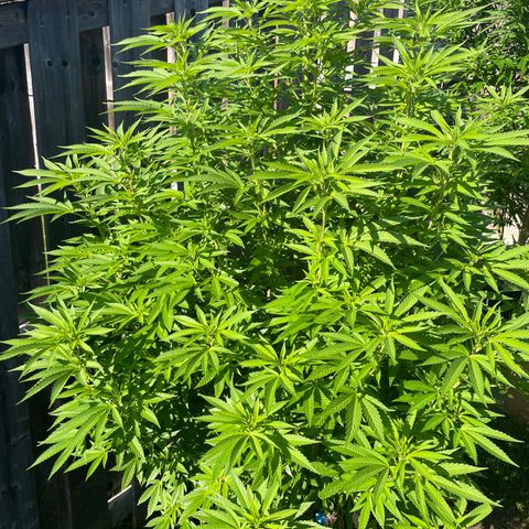 Potsy Cline growlog timeline photo