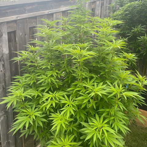 Potsy Cline growlog timeline photo