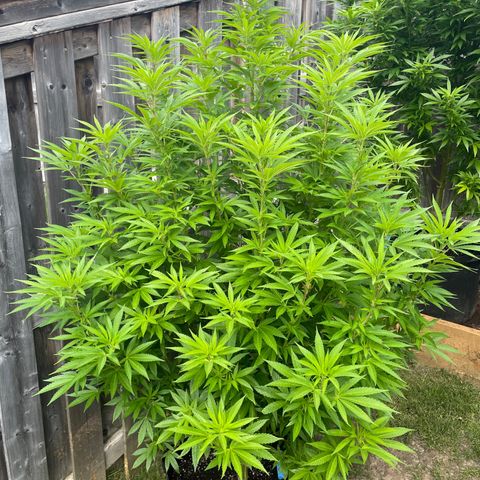 Potsy Cline growlog timeline photo