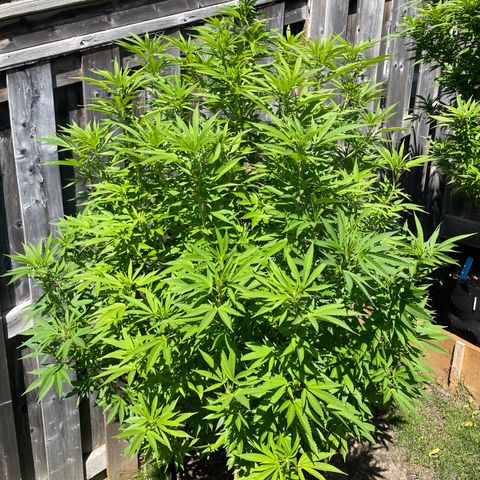 Potsy Cline growlog photo: Believe starting to flower. Last major trim. Multiple mold sites cut off