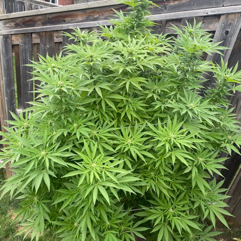 Potsy Cline growlog timeline photo