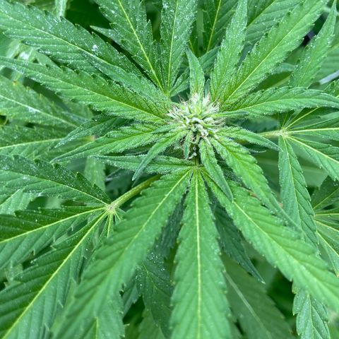 Potsy Cline growlog timeline photo