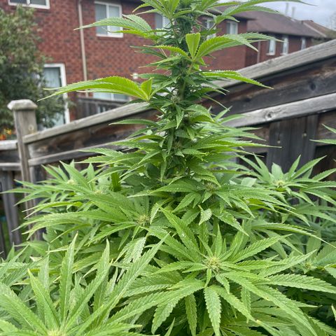 Potsy Cline growlog timeline photo