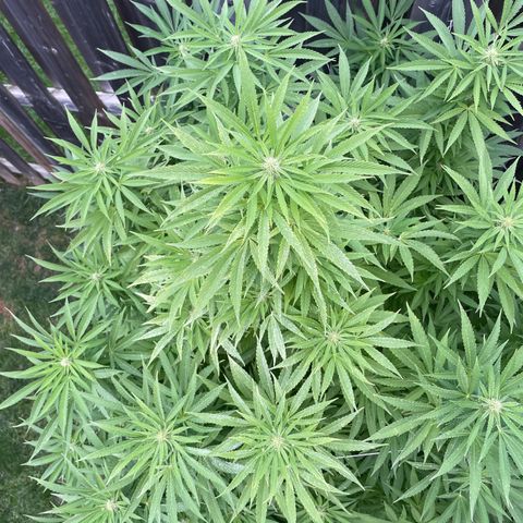 Potsy Cline growlog timeline photo