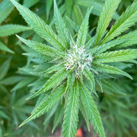 Potsy Cline growlog timeline photo
