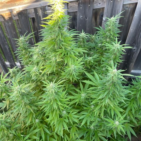 Potsy Cline growlog timeline photo