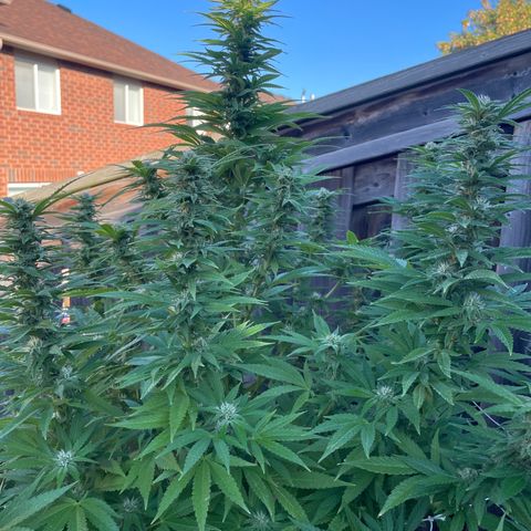 Potsy Cline growlog timeline photo