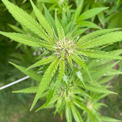 Potsy Cline growlog timeline photo