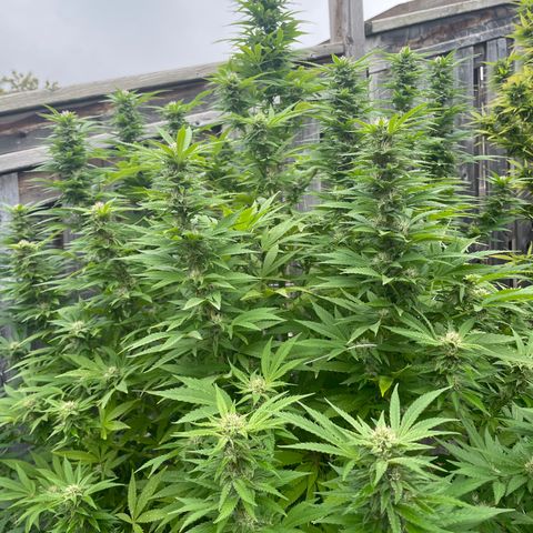 Potsy Cline growlog timeline photo