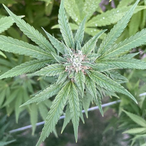 Potsy Cline growlog timeline photo