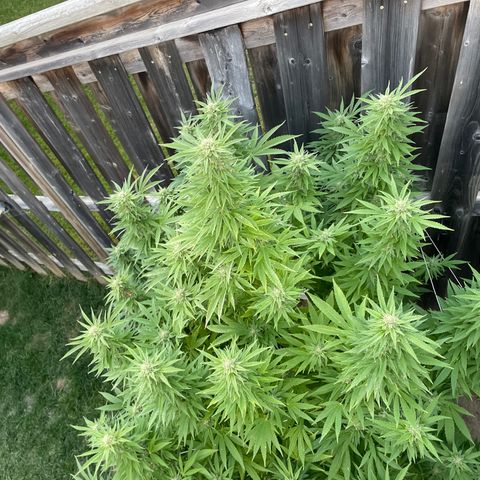 Potsy Cline growlog timeline photo