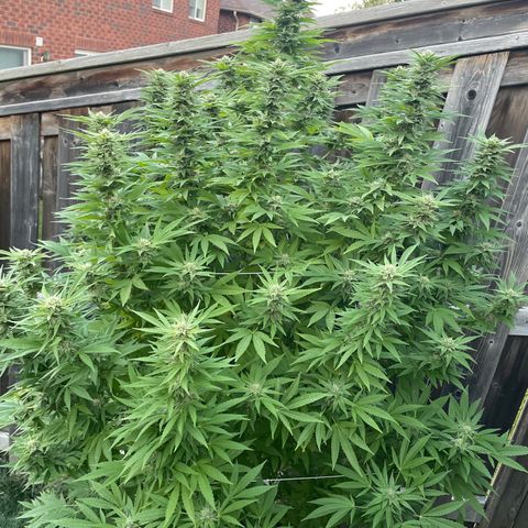 Potsy Cline growlog timeline photo
