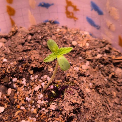 Goku (Gorilla Cookies) growlog timeline photo