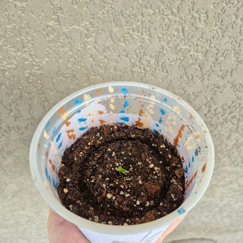 Goku (Gorilla Cookies) growlog timeline photo