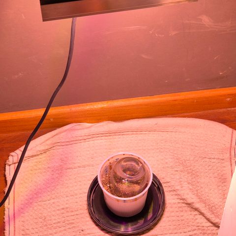 Goku (Gorilla Cookies) growlog timeline photo
