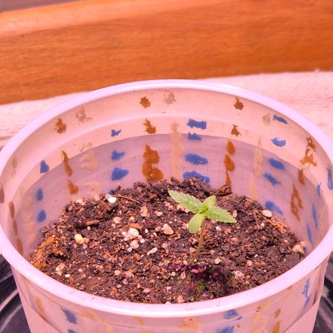 Goku (Gorilla Cookies) growlog timeline photo