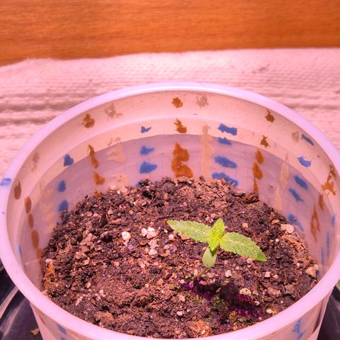 Goku (Gorilla Cookies) growlog photo: Día 10