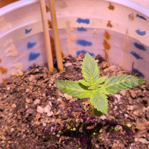 Goku (Gorilla Cookies) growlog timeline photo