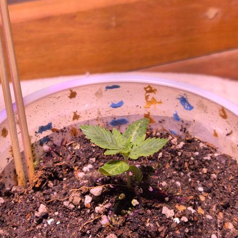 Goku (Gorilla Cookies) growlog timeline photo
