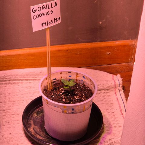 Goku (Gorilla Cookies) growlog timeline photo