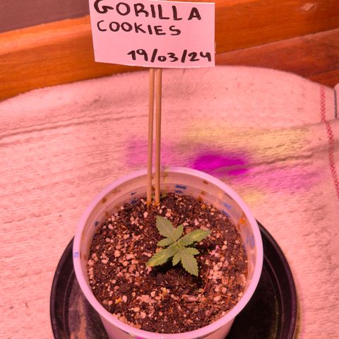 Goku (Gorilla Cookies) growlog timeline photo