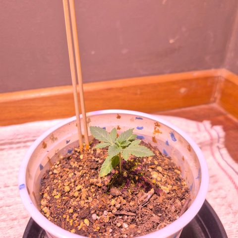 Goku (Gorilla Cookies) growlog timeline photo