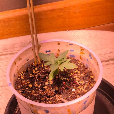 Goku (Gorilla Cookies) growlog timeline photo