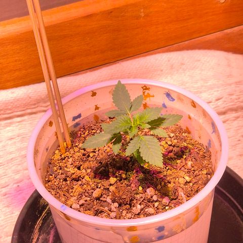 Goku (Gorilla Cookies) growlog timeline photo