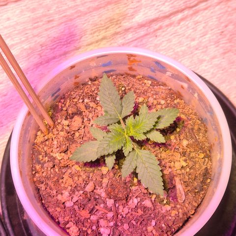 Goku (Gorilla Cookies) growlog timeline photo