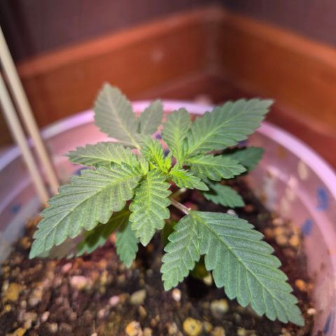 Goku (Gorilla Cookies) growlog timeline photo