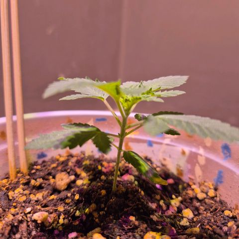 Goku (Gorilla Cookies) growlog timeline photo