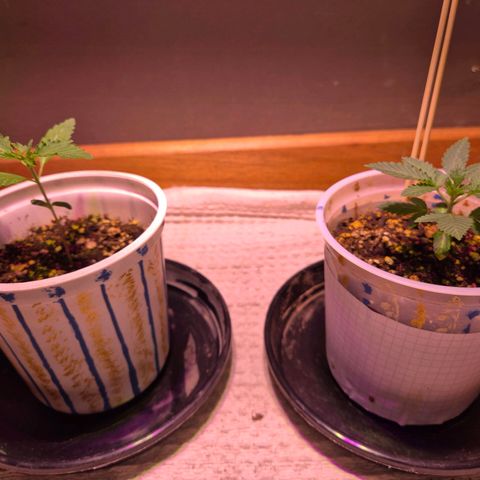 Goku (Gorilla Cookies) growlog timeline photo