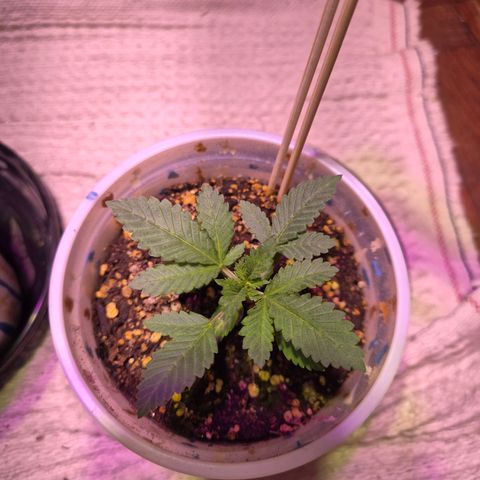 Goku (Gorilla Cookies) growlog timeline photo