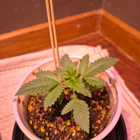 Goku (Gorilla Cookies) growlog timeline photo