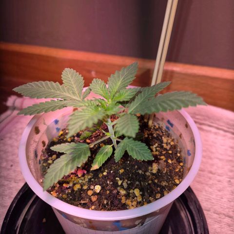Goku (Gorilla Cookies) growlog photo: Pasamos a vege