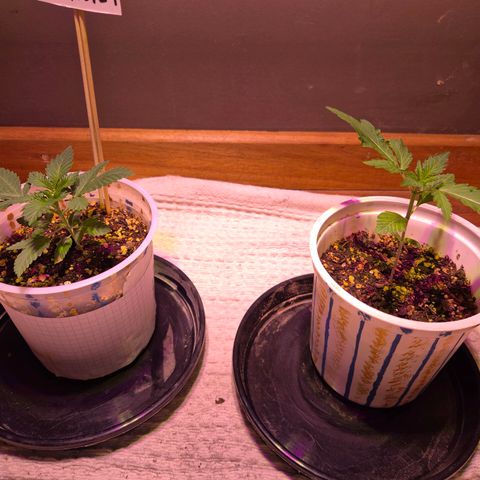 Goku (Gorilla Cookies) growlog timeline photo