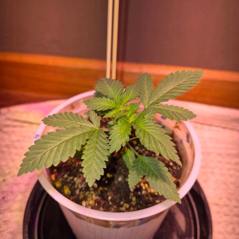 Goku (Gorilla Cookies) growlog timeline photo