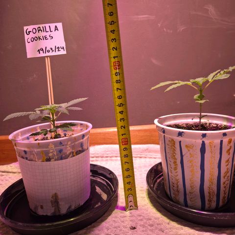 Goku (Gorilla Cookies) growlog timeline photo