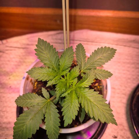 Goku (Gorilla Cookies) growlog photo: 24hs post 1er ferti