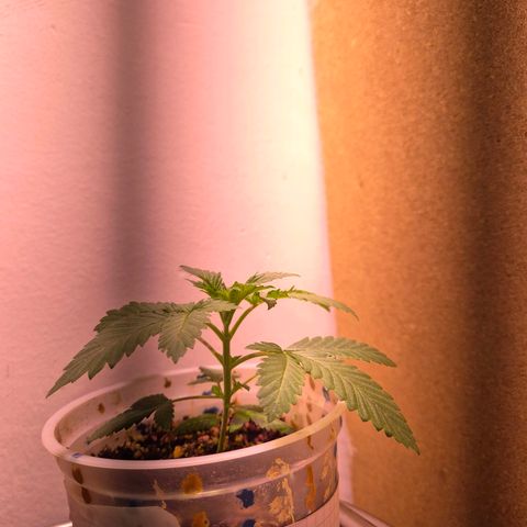 Goku (Gorilla Cookies) growlog photo: Cambio de ambiente temporal, mismas luces. 40hs post ferti 