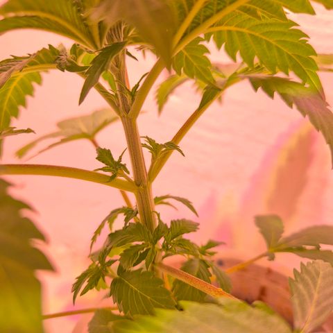 Goku (Gorilla Cookies) growlog photo: Pre riego, están sedientas las locas