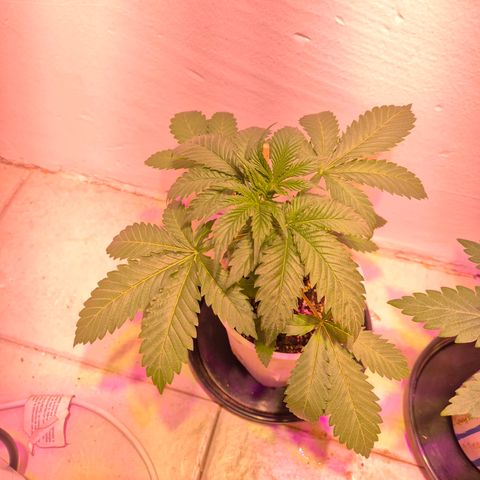 Goku (Gorilla Cookies) growlog photo: Pre riego, están sedientas las locas