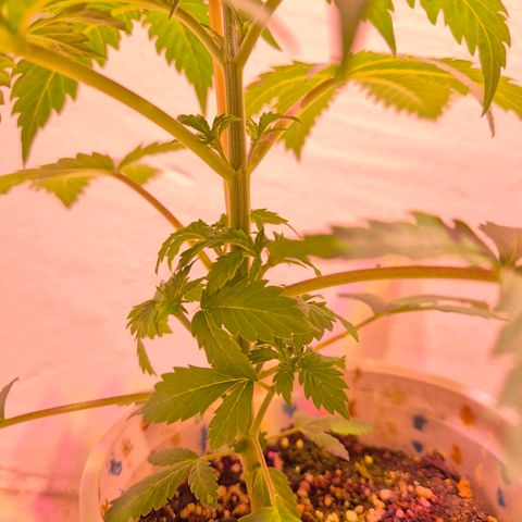 Goku (Gorilla Cookies) growlog photo: Pre riego, están sedientas las locas