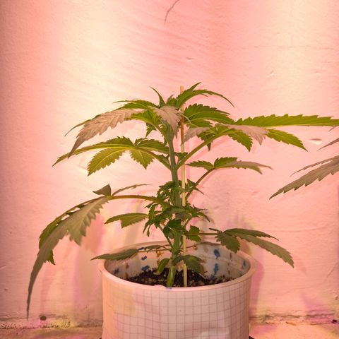 Goku (Gorilla Cookies) growlog photo: Pre riego, están sedientas las locas